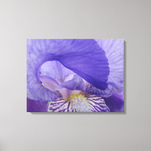 Impressions sur toile d'art décoratif Fleur d'Iris