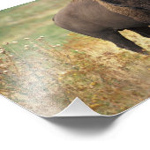 Imprimer la photo American Bison (Coin)