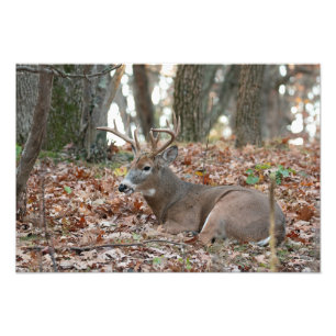Imprimer la photo de repos de Buck Deer