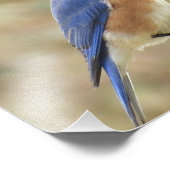 Imprimer la photo d'Eastern Bluebird (Coin)
