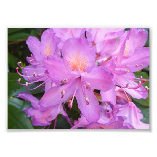 Imprimer la photo des fleurs Rhododendron (Devant)