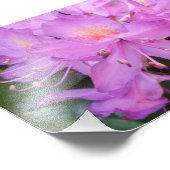 Imprimer la photo des fleurs Rhododendron (Coin)