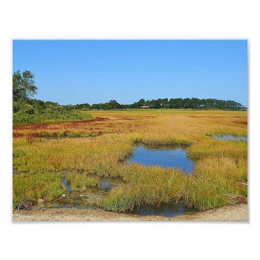 Imprimer la photo du marais de Seashore (Devant)
