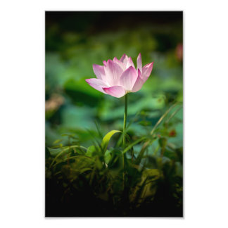 Imprimer la photo Pink Water Lily