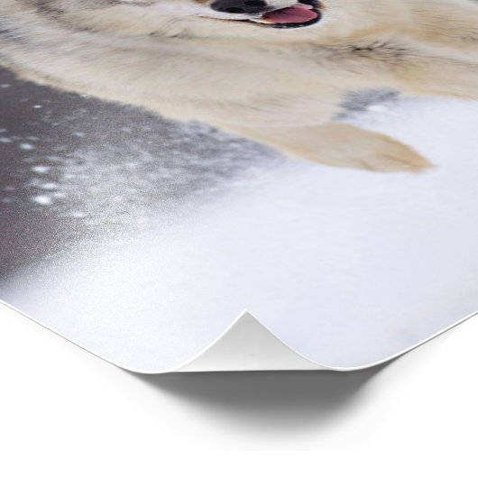 Imprimer la photo Wild Wolf (Coin)