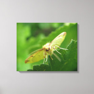 Imprimer la toile Moth Brimstone