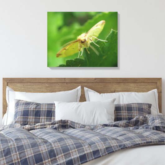 Imprimer la toile Moth Brimstone (Insitu(Chambre))
