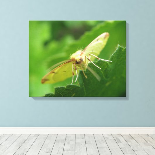 Imprimer la toile Moth Brimstone (Insitu (Plancher de Bois))