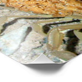 Imprimer Photo Arizona Bark Scorpion avec bébés (Coin)