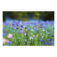 Imprimer photo bleu de Cornflower