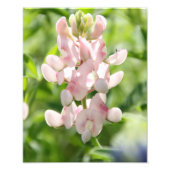 Imprimer photo bleu rose (Devant)