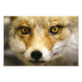 Imprimer photo face Fox (Devant)