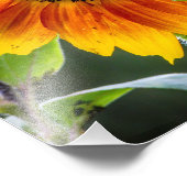 Imprimer photo tournesol (Coin)