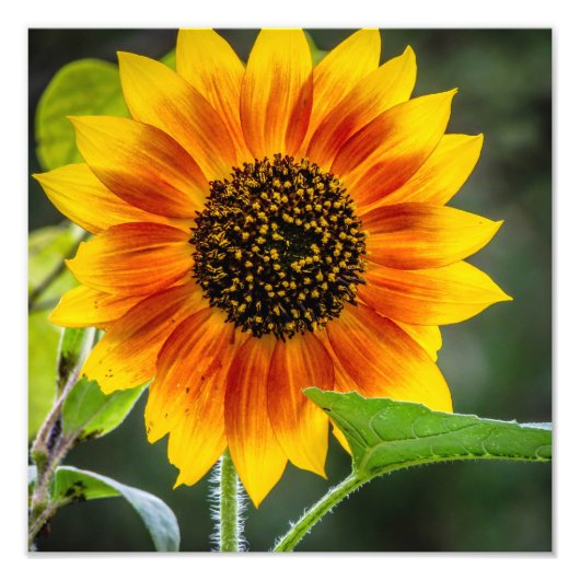 Imprimer photo tournesol (Devant)