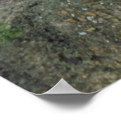 Imprimer / Poster de Cheetah (Coin)