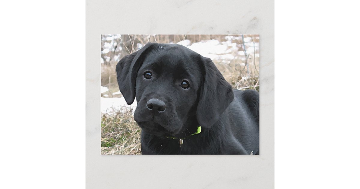 Kust meester Kort geleden In afwachting van Lente - Labrador Puppy - Zwart L Briefkaart | Zazzle.be