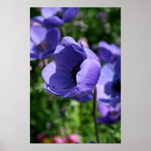 In blauw Anemone Floral Photography Poster