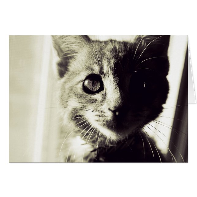 In Broad Black en White Daylight (Voorkant Horizontaal)