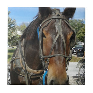 In de bibliotheek, Amish Horse en Buggy Tegeltje