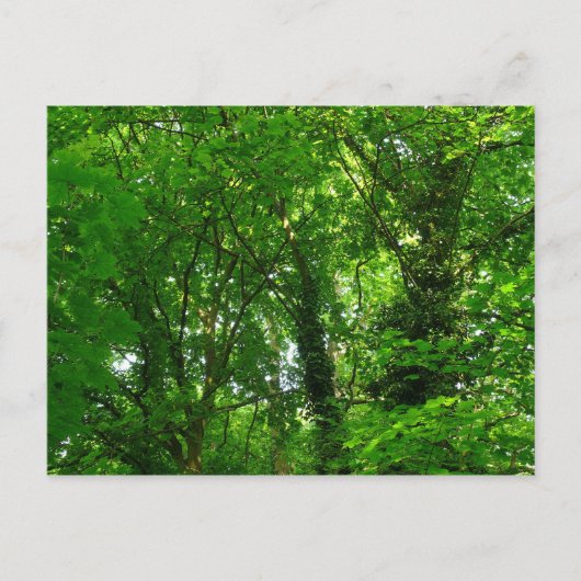 In de bomen briefkaart (Voorkant)