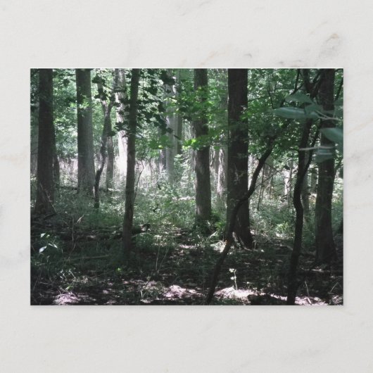 In de Bossen Briefkaart (Voorkant)