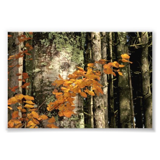 In de bossen foto afdruk (Voorkant)