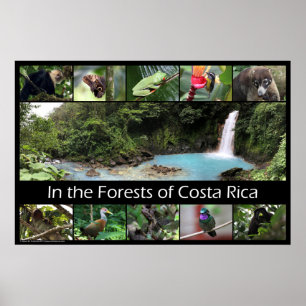 In de bossen van Costa Rica Poster