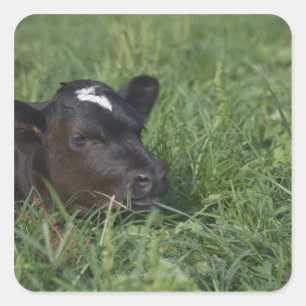 In de Chinese dierentuin is 2009 het jaar van de e Vierkante Sticker