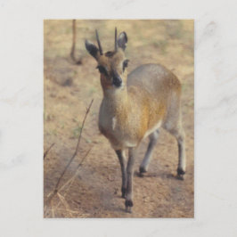 In de dierentuin - ansichtkaart briefkaart
