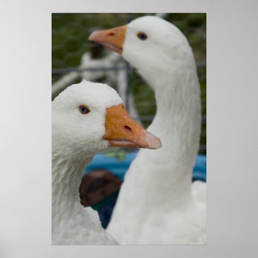 In de Fowl Barn Poster (Voorkant)