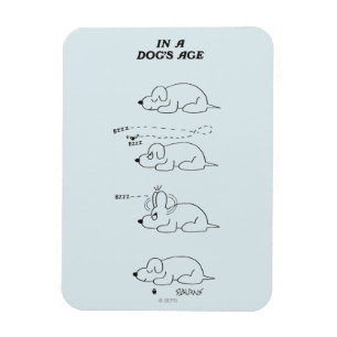 In de leeftijd van een hond magneet