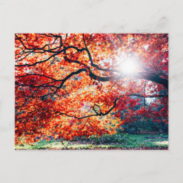 IN DE MAGISCHE KLEUREN VAN HET HERFST BRIEFKAART