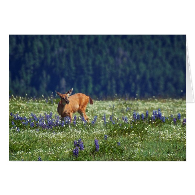 In de Meadow (Voorkant Horizontaal)