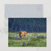 In de Meadow Briefkaart (Voorkant / Achterkant)