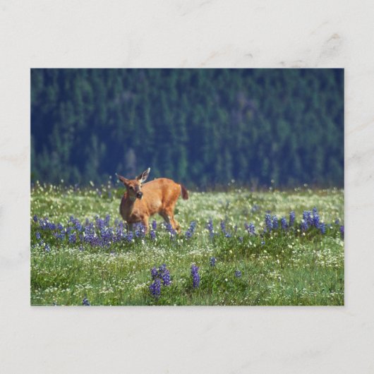 In de Meadow Briefkaart (Voorkant)