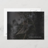 In de pine briefkaart (Voorkant / Achterkant)