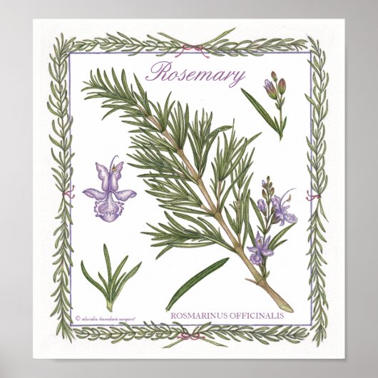 In de tuin ~ Rosemary Poster (Voorkant)