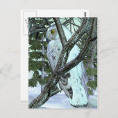 In de Wilde Snowy Owl Briefkaart (Voorkant / Achterkant)