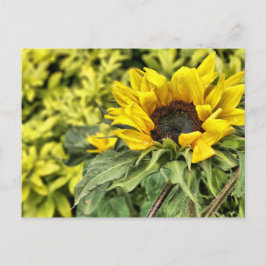 In de zon starend... briefkaart