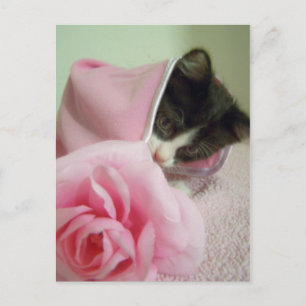in doll blanket Kitten Briefkaart