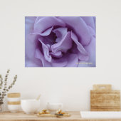 In een lavendel Roos Poster (Keuken)