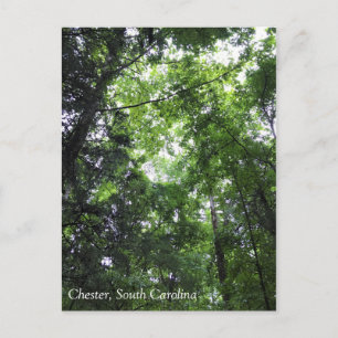In het bos lopen, Chester, South Carolina Can Briefkaart