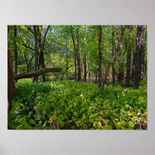 in het bos van fort snelling state park poster