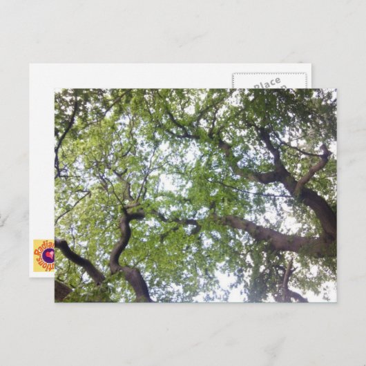 In het Briefkaart van de Foto van het Boom (Voorkant / Achterkant)