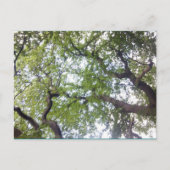 In het Briefkaart van de Foto van het Boom (Voorkant)