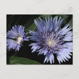 In het Briefkaart van de Tuin