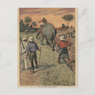 In het Frans Congo heeft olifant getraind om te pl Briefkaart