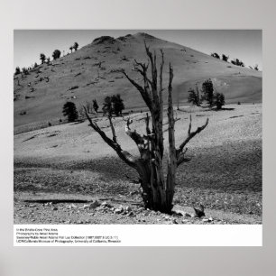 In het gebied van de Bristle-Cone-pine door Ansel  Poster