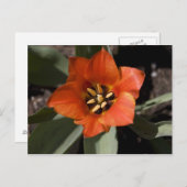 In het geheel briefkaart (Voorkant / Achterkant)