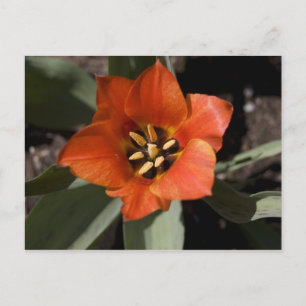 In het geheel briefkaart